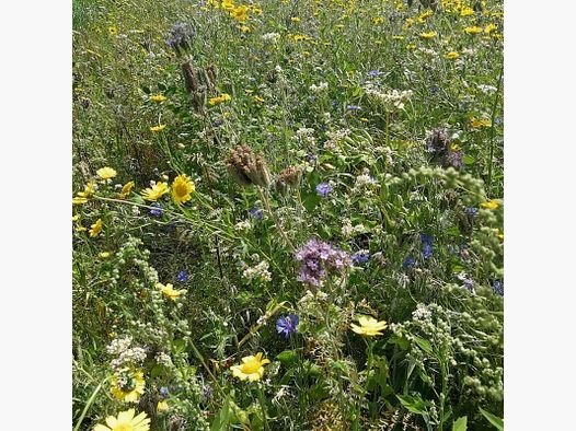 Biotope mix for roe deer Winterfit – 5 kg
