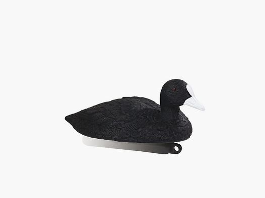 Forme de foulque Stepland