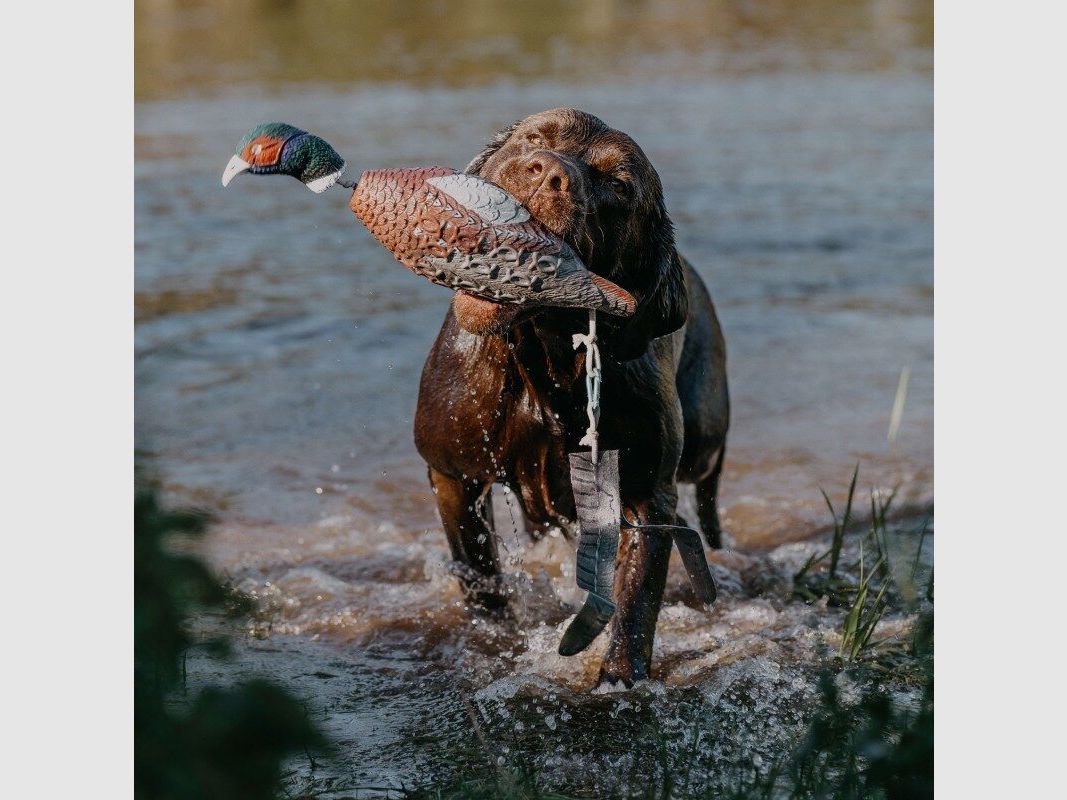 HP&G Apportierdummy Fasan