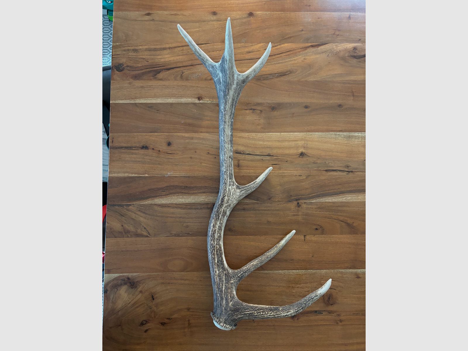 Abwurfstange Rotwild