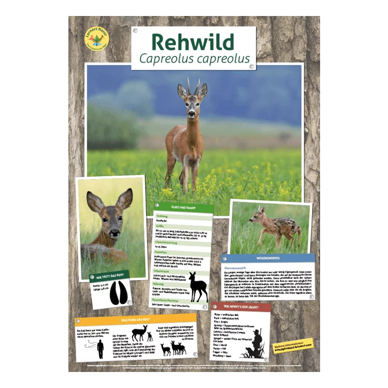 Luogo di apprendimento natura - Poster fauna selvatica cervo