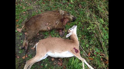 Wild boar, Mufflon and Roe deer on driven hunt