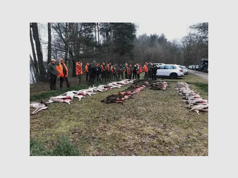 3 Tage Drückjagd in Brandenburg - Adrenalin pur *7000 HA*