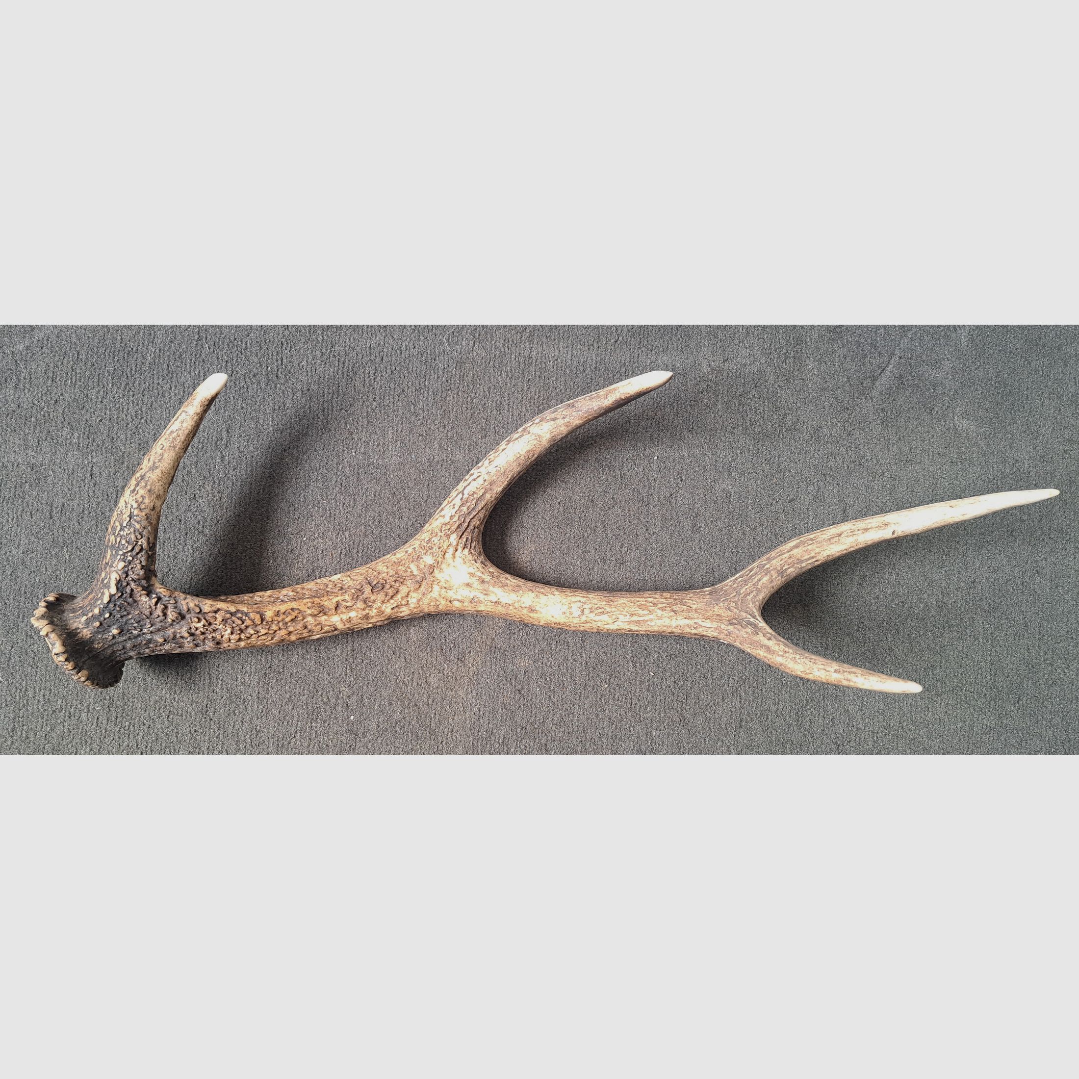 Sikawild Abwurfstange Geweihstange