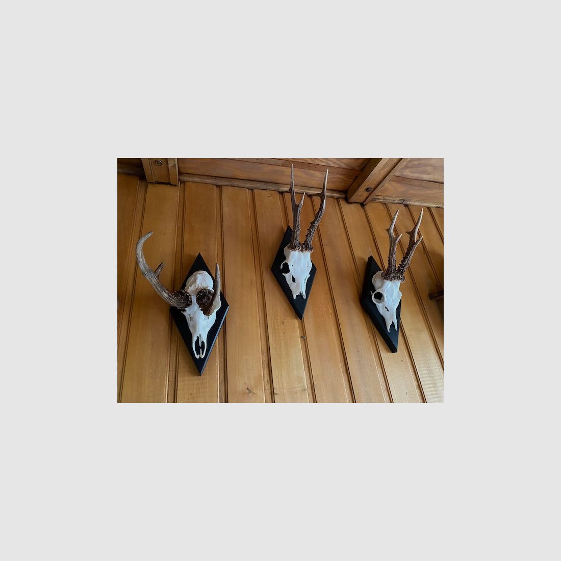 Gehörnbrett - Trophäenbrett Reh Waldemar - Farbe schwarz, grau oder weiß 