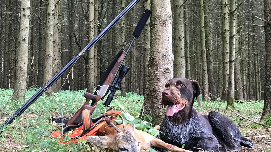 Rehwild - Alles für die erfolgreiche Jagd