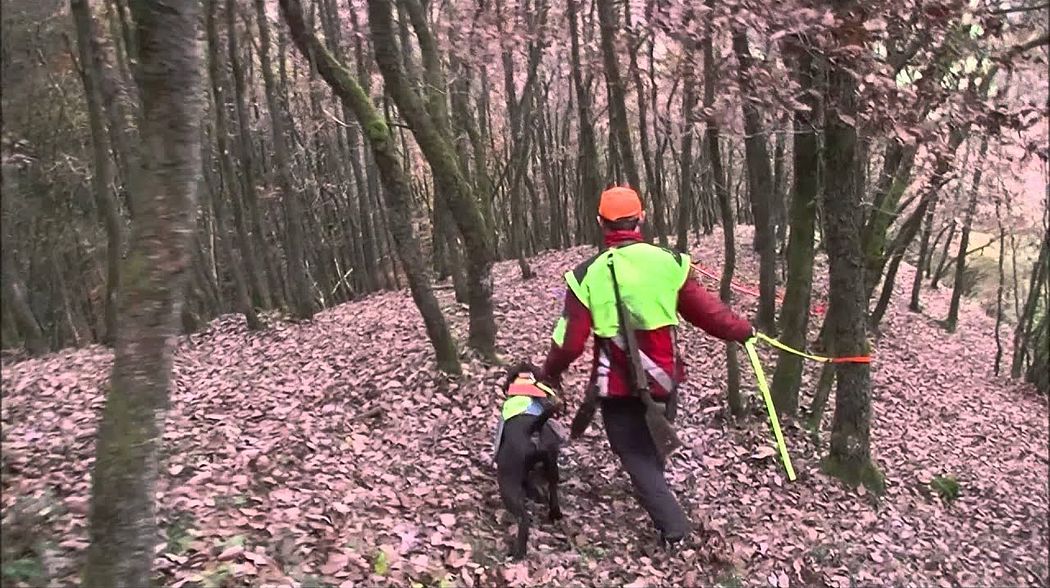 Nachsuche Rotwildkalb - Der Hannoversche Schweißhund -