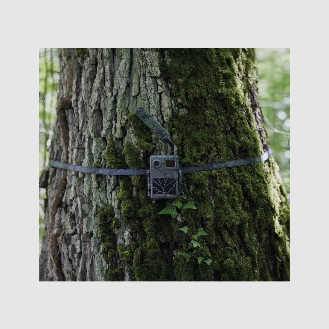 ZEISS Secacam cinghia per albero (2x), immagine 6 di 8