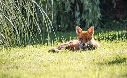 Die Lockjagd auf den Fuchs