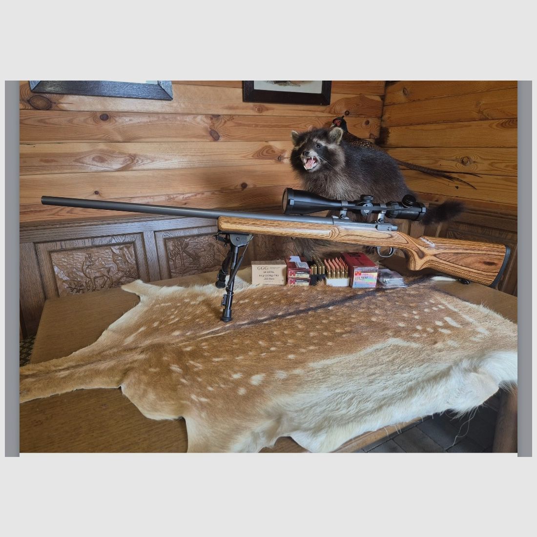 Ruger M77 MK2 VT Varmint/Target SS 223 REM in very good condition Harris Ultra Light bipod, image 1 of 10
