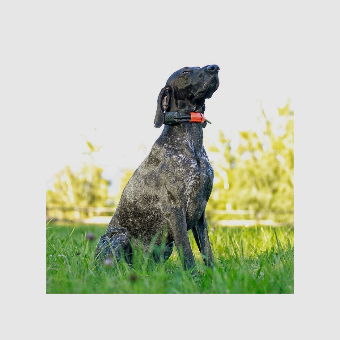 Dogtrace GPS X30, Bild 57 von 65