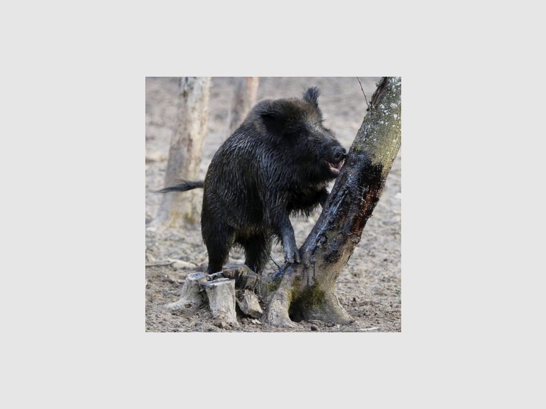 Wildlutscher Pinienteer