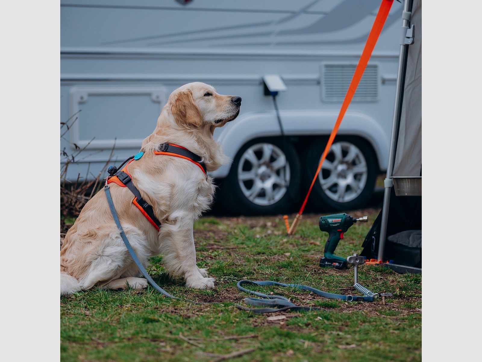 Hameçon pour Chiens - Ancre au Sol pour Animaux de Compagnie, image 1 sur 3