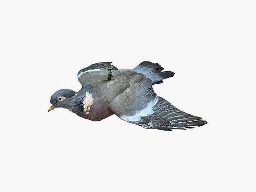 Stuffed Wood Pigeon