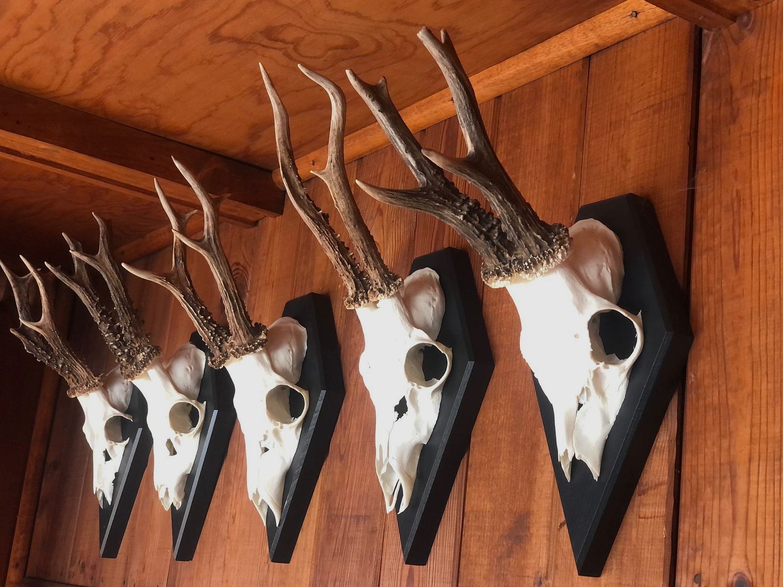 Gehörnbrett - Trophäenbrett Reh Waldtraut - Farbe schwarz, grau oder weiß