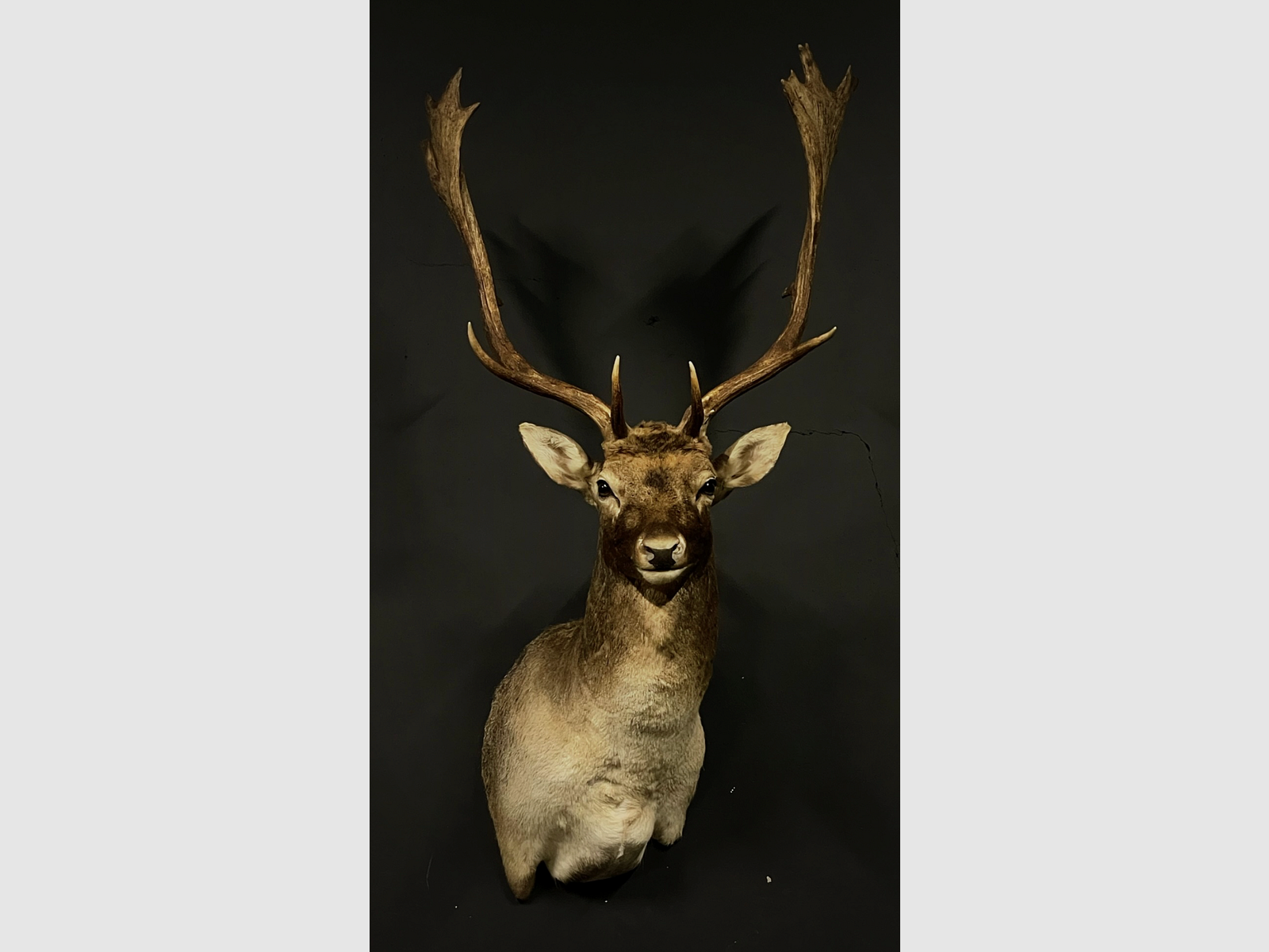 Taxidermie-Schulterpräparat Damhirsch, Bild 2 von 3
