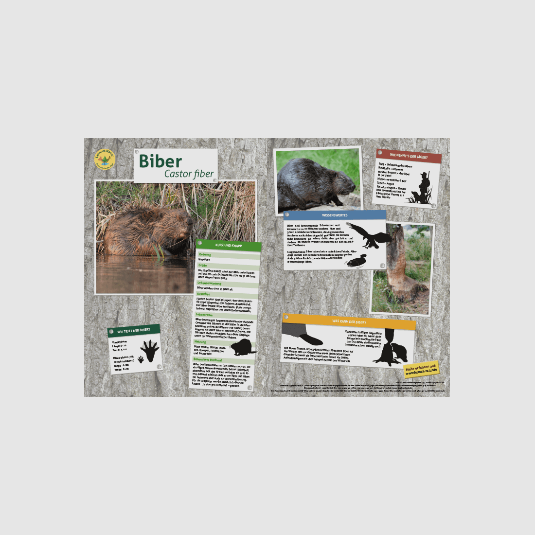 Lernort Natur-Tiertafel DIN A3 Biber