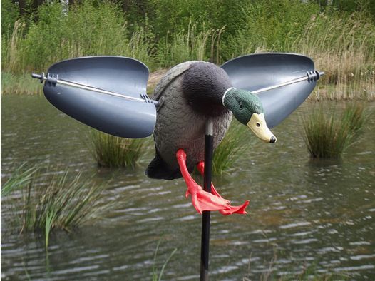 Einfallender Erpel mit Flügeln und Pin (Ente) Lockente