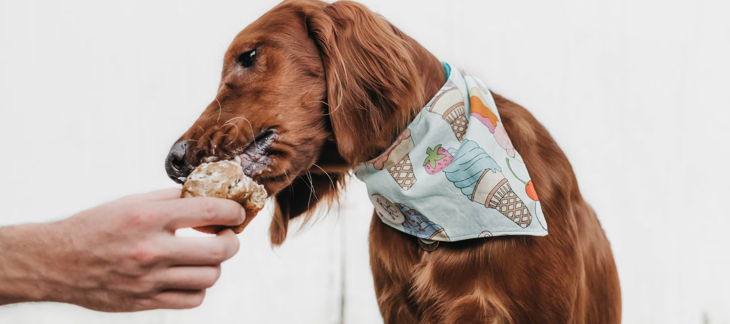 Caution Toxic - 10 Foods That Are Poisonous to Dogs!