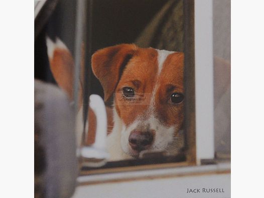 Grußkarte Tierruf Jack Russell