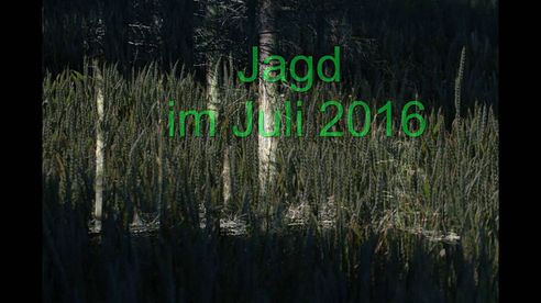 Jagd im Juli