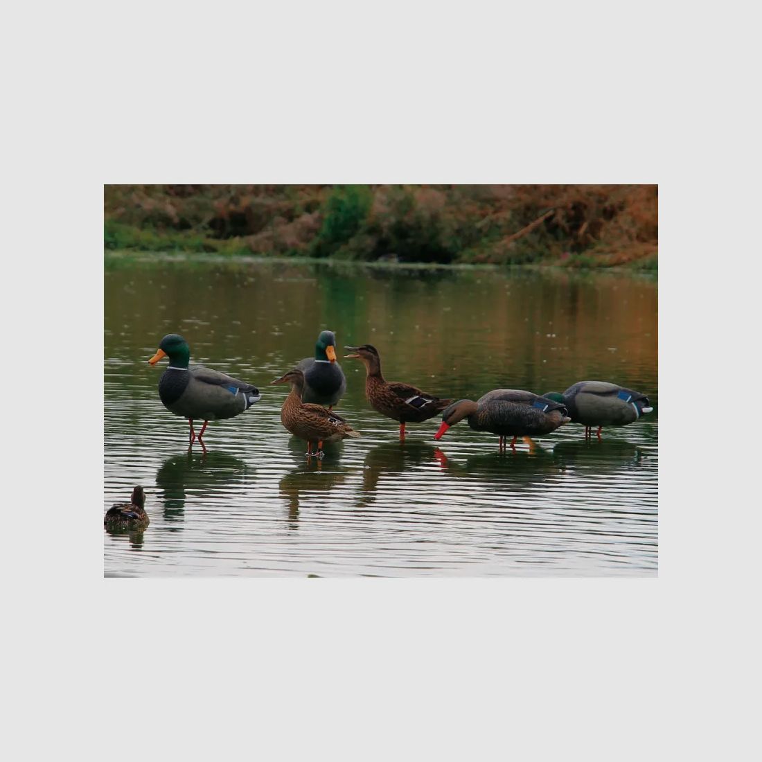 Appelant colvert mâle cou droit sur pied en acier, image 2 sur 4