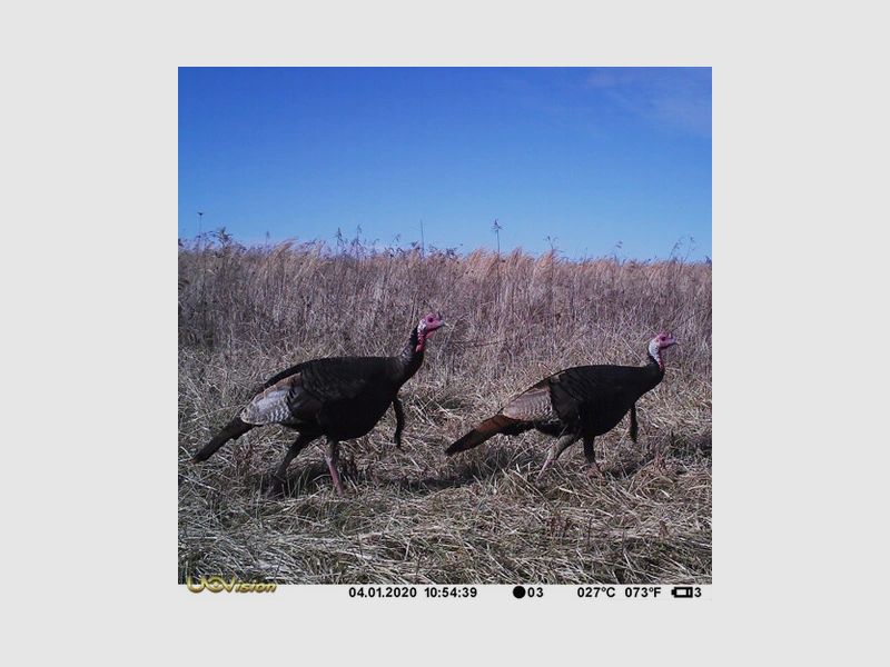 Select 30 Caméra de chasse / caméra de surveillance Uovision Mini 30MP No-Glow caméra de chasse, image 8 sur 16