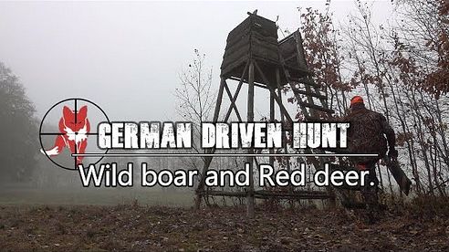 Driven hunt in Germany, for wild boar and red deer. Drivjagt i Tyskland på vildsvin og krondyr.