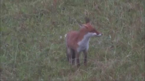 Überläufer im Mais geschossen.- Fuchs - Rehwild.