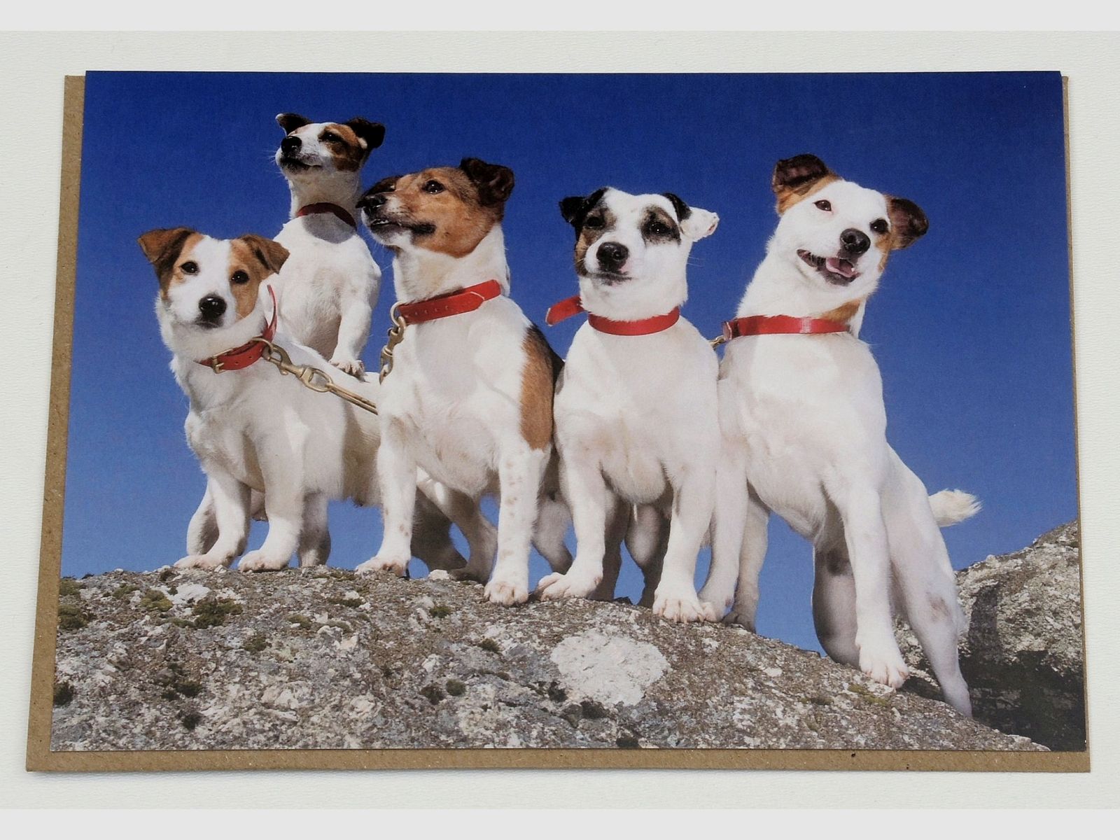 Grußkarte 5 Terrier