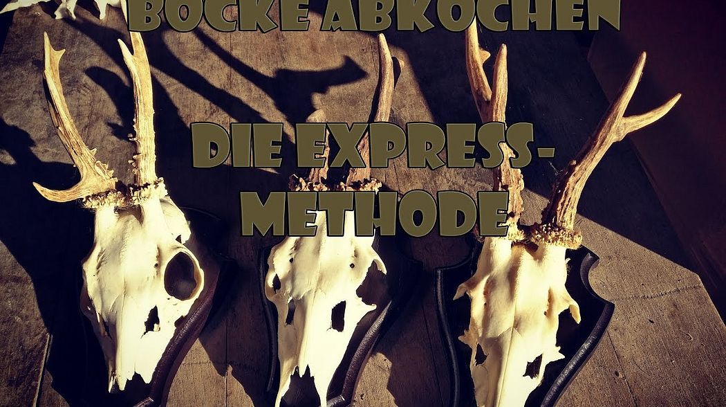 Bock Trophäen abkochen - Express-Methode