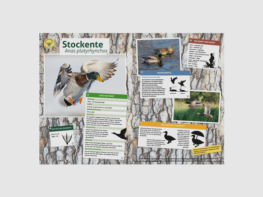Luogo di apprendimento natura - Tavola di anatra selvatica A3