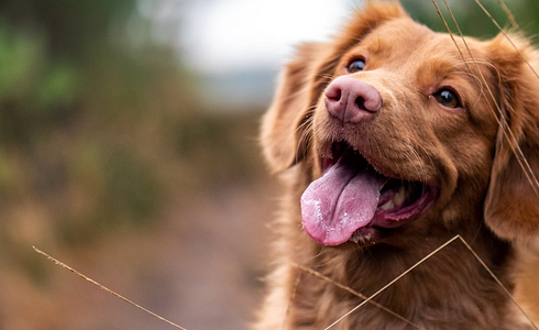 Dog Doesn't Respond to Call - Targeted Recall Training
