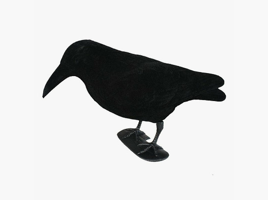 Lockkrähe beflockt