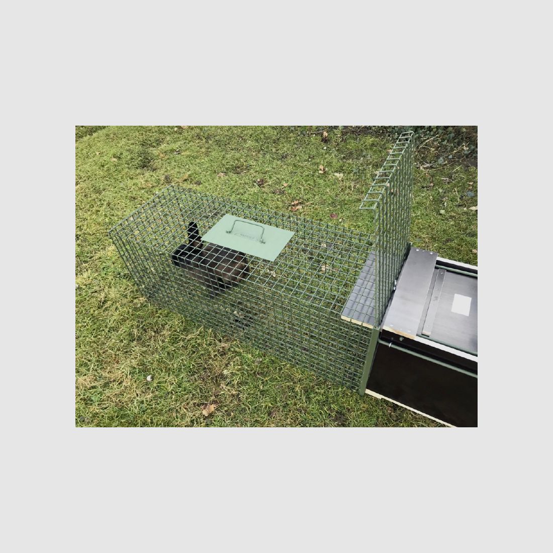 Ensemble de piège à raton laveur boîte polyvalente