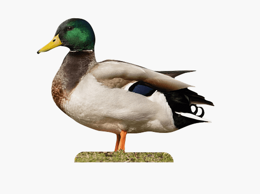 Tieraufsteller Stockente Erpel