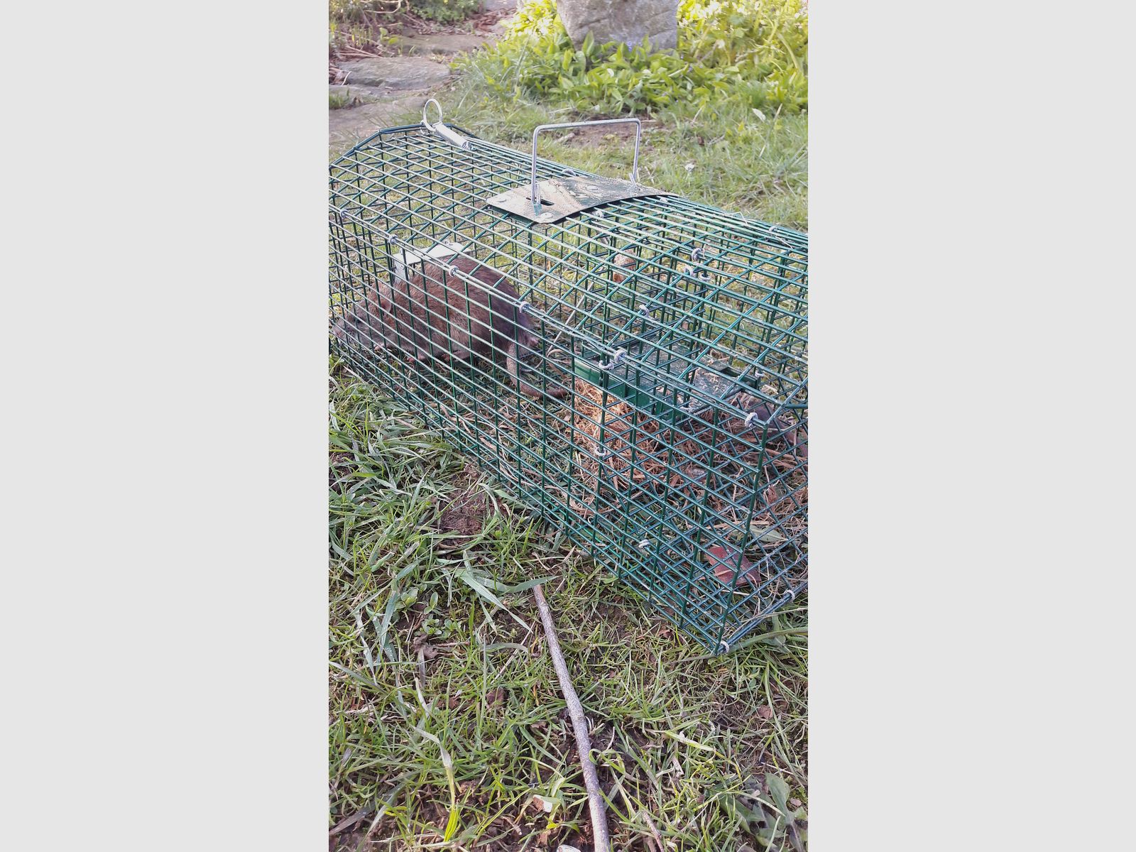 Automatische Rattenfalle