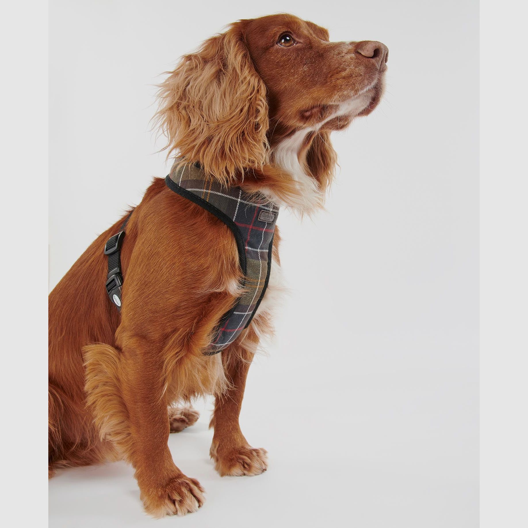 Barbour Hunde Geschirr