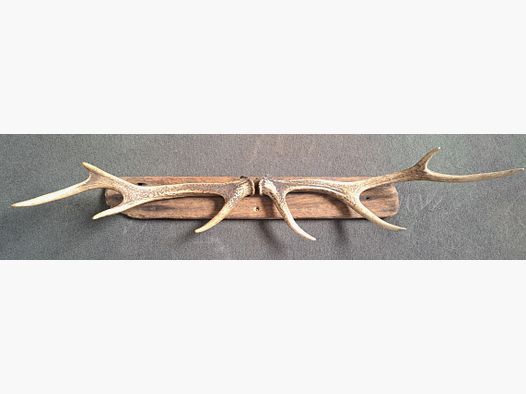 2x Sikawild Abwurfstange Geweih sur bois flotté