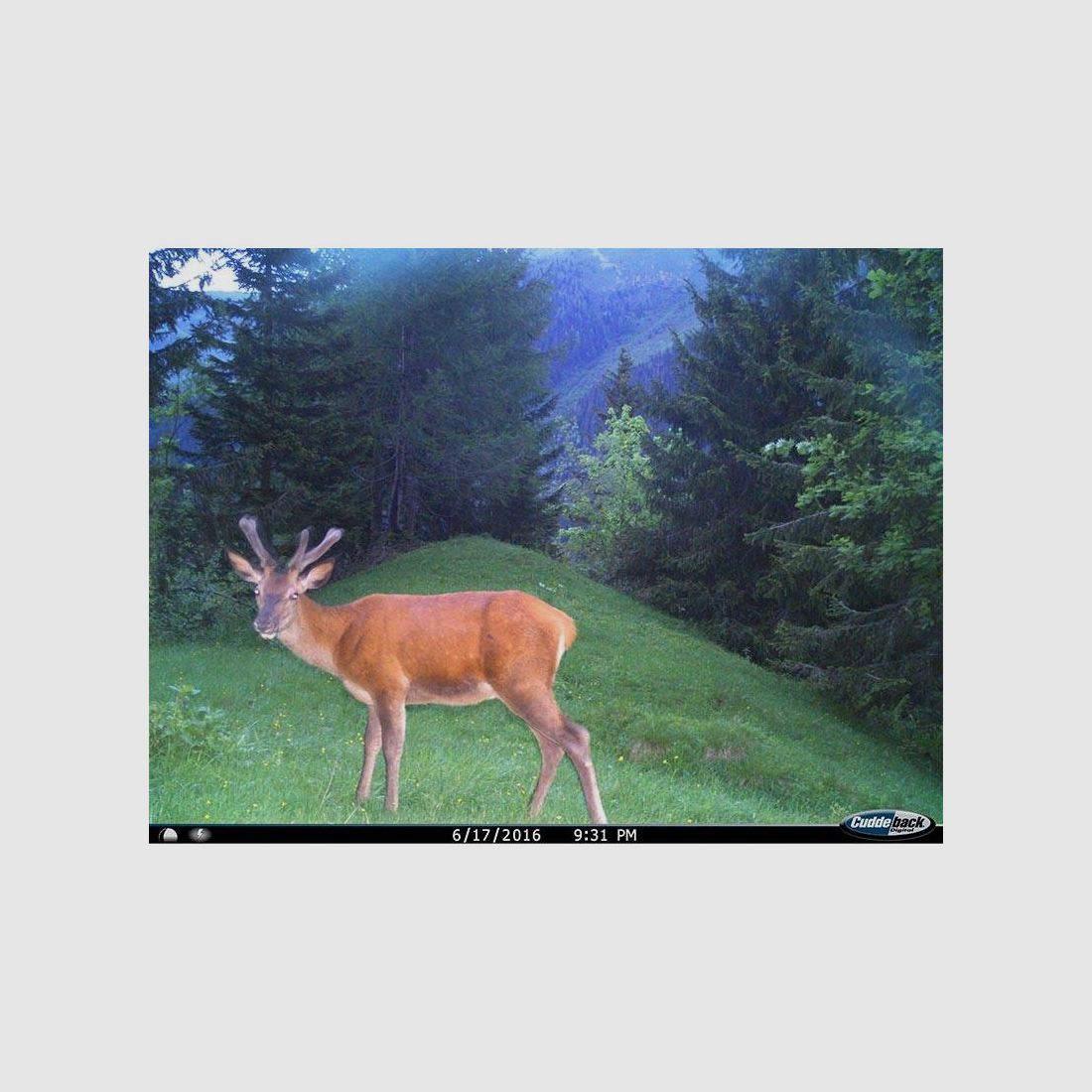 Cuddeback C1 Flash Fotocamera, afbeelding 4 van 7