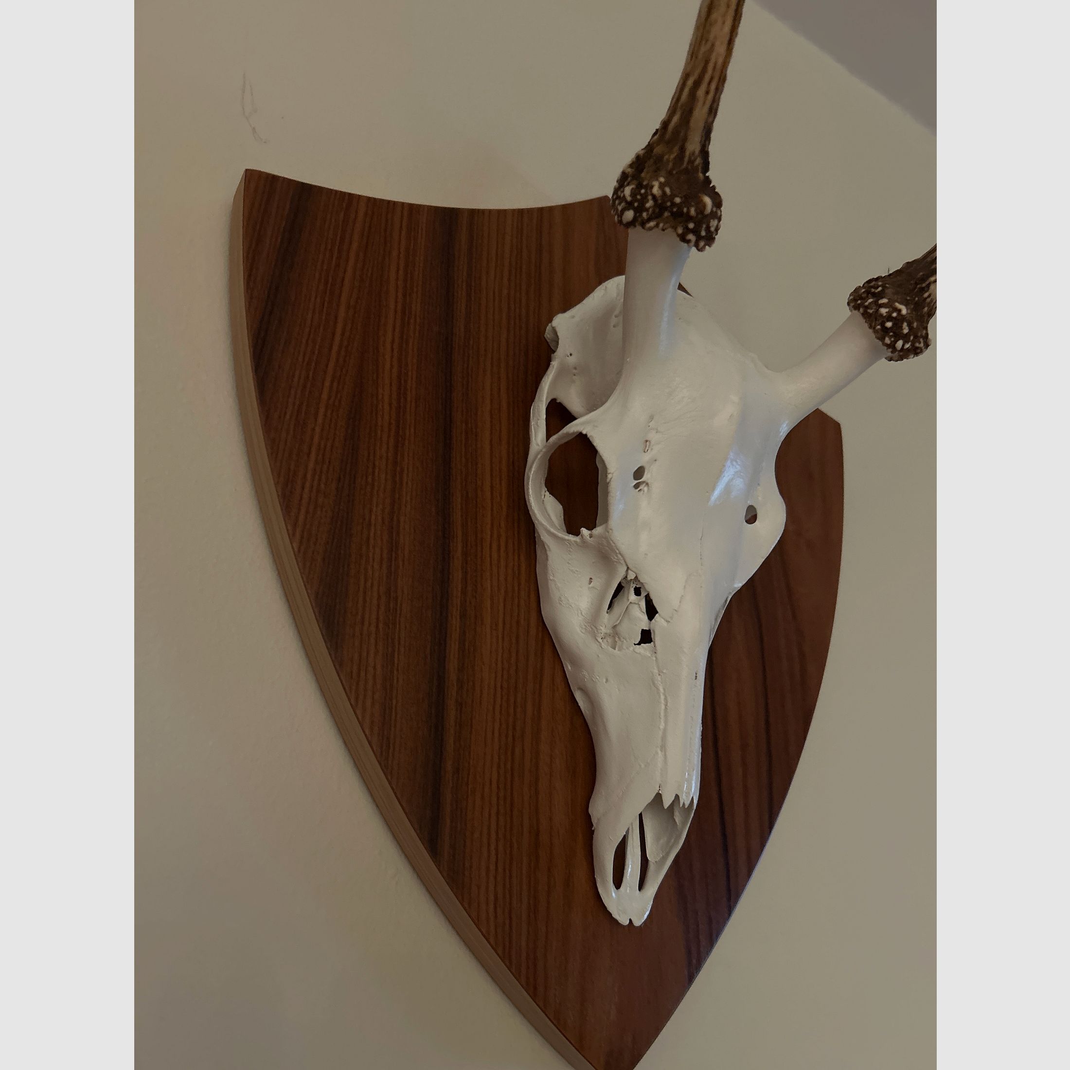 Ich hab aus Kirschbaumholz selbstgemachte Trophäenschilder für Dam- und Sikawild.