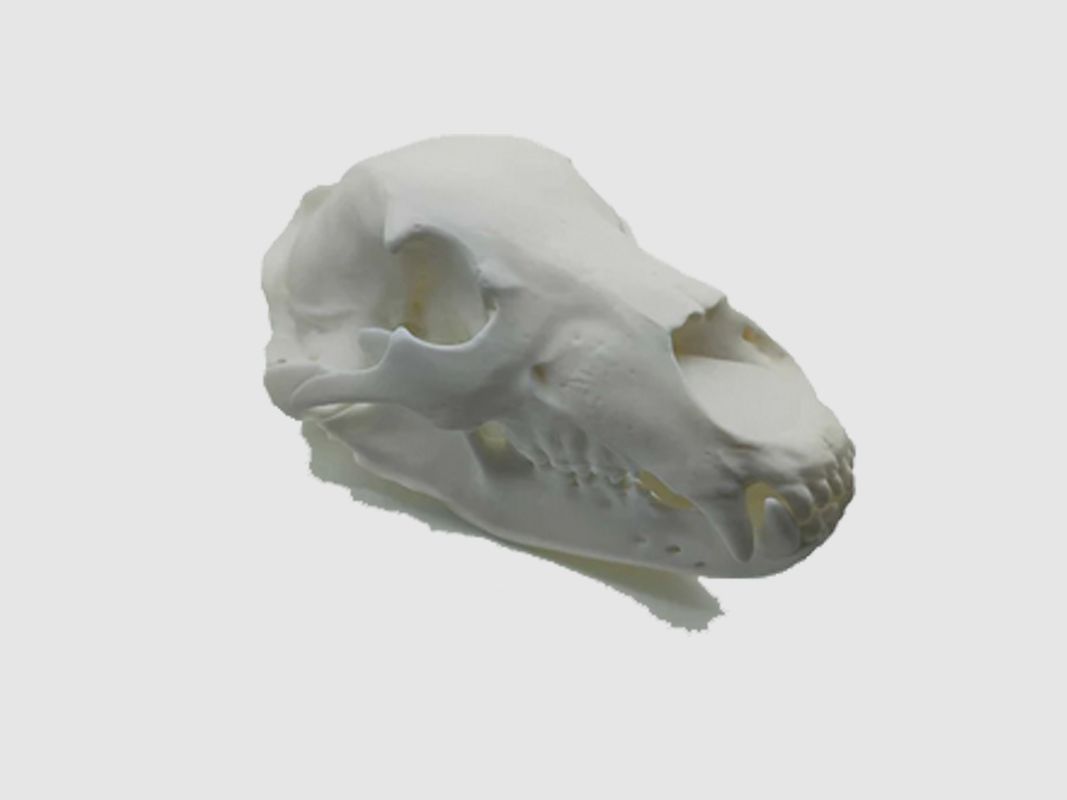 Réplique de crâne d'ours (à taille réelle)