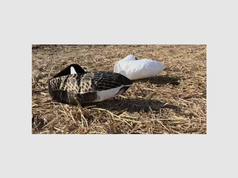 Sillosocks Canada goose bernache du Canada endormie, image 5 sur 5