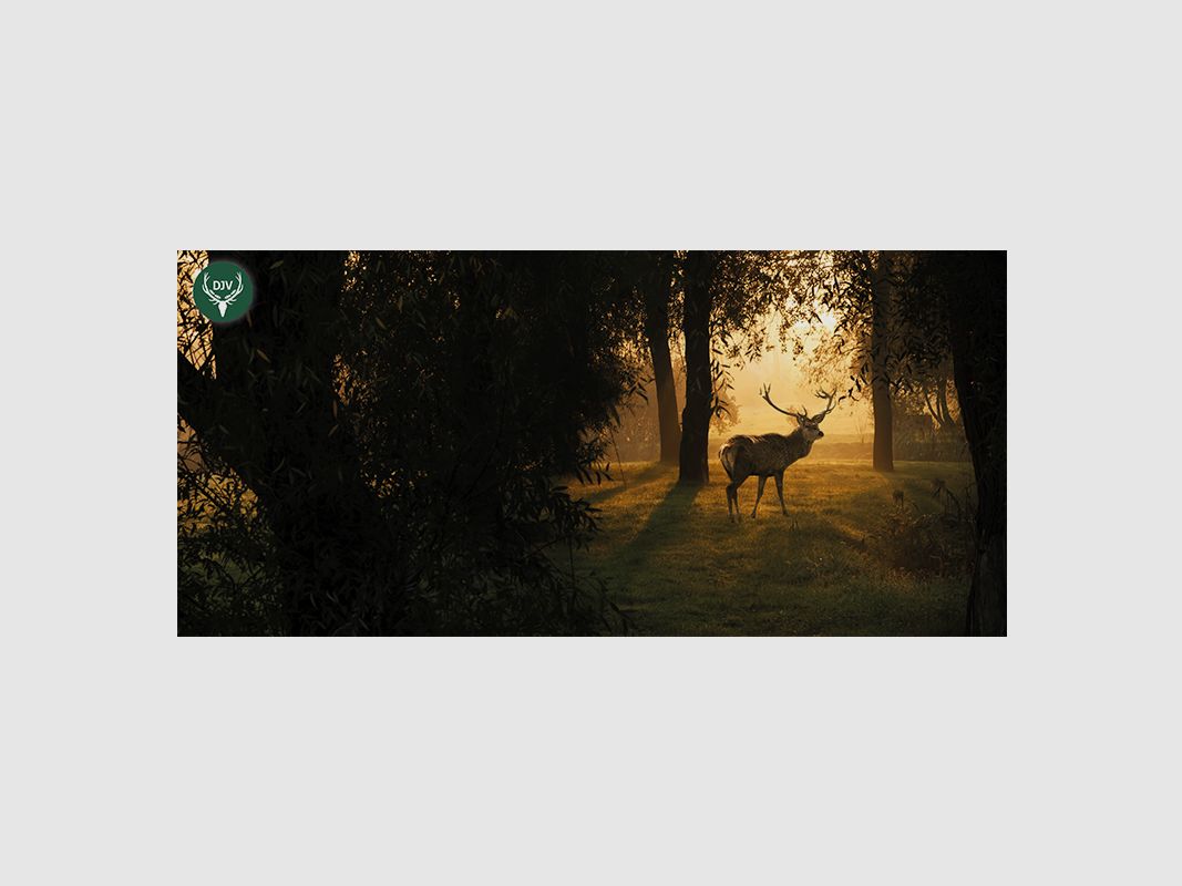 DJV Greeting Cards (Pack of 10)