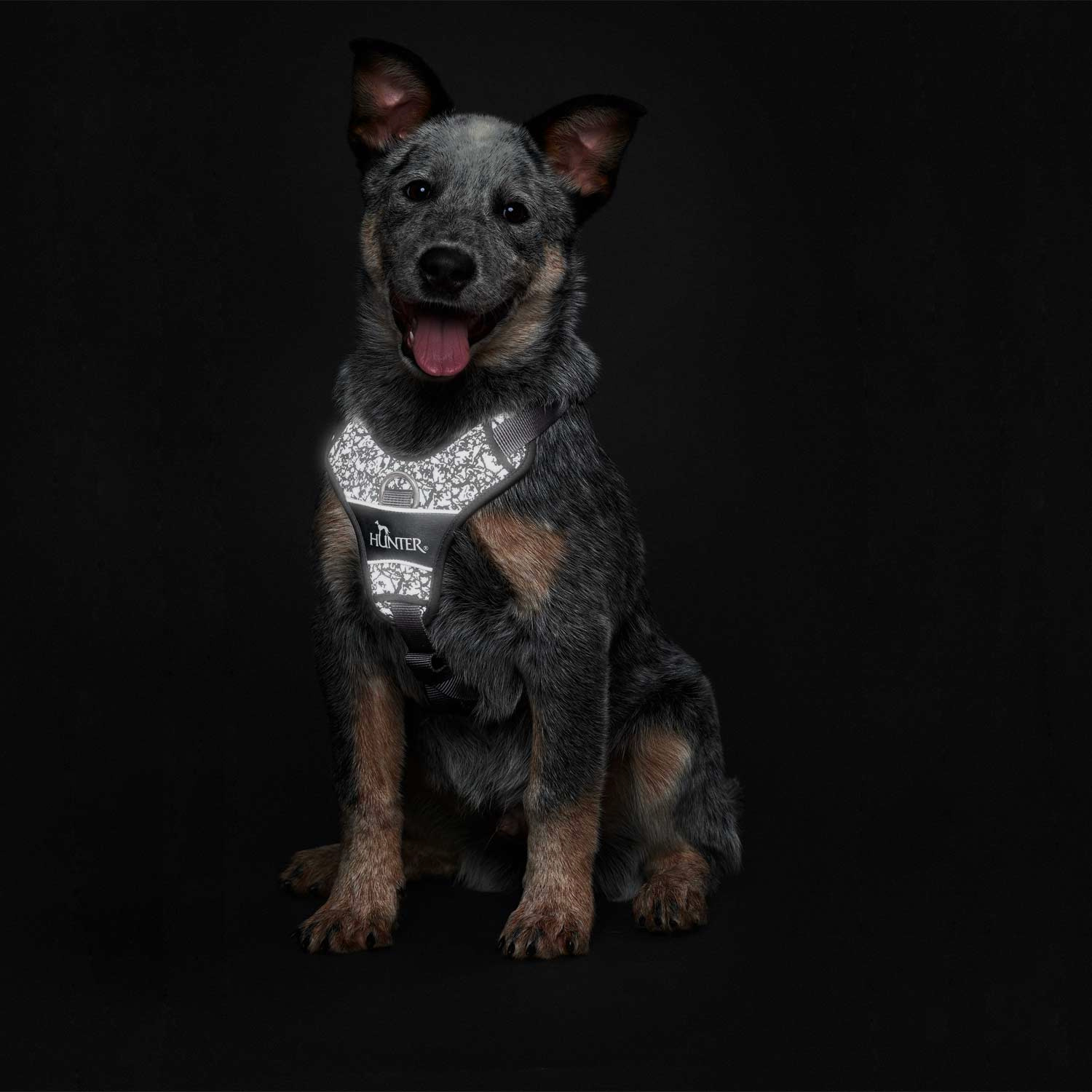 Hunter Geschirr Divo Refelct