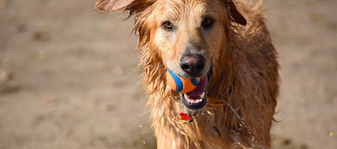 Adoption of a Street Dog: What You Need to Know