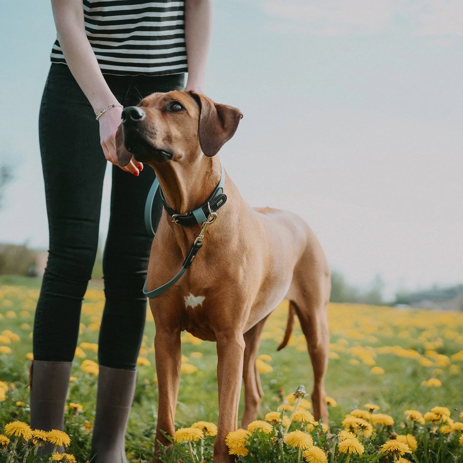 Hunter Halsband Wolmar