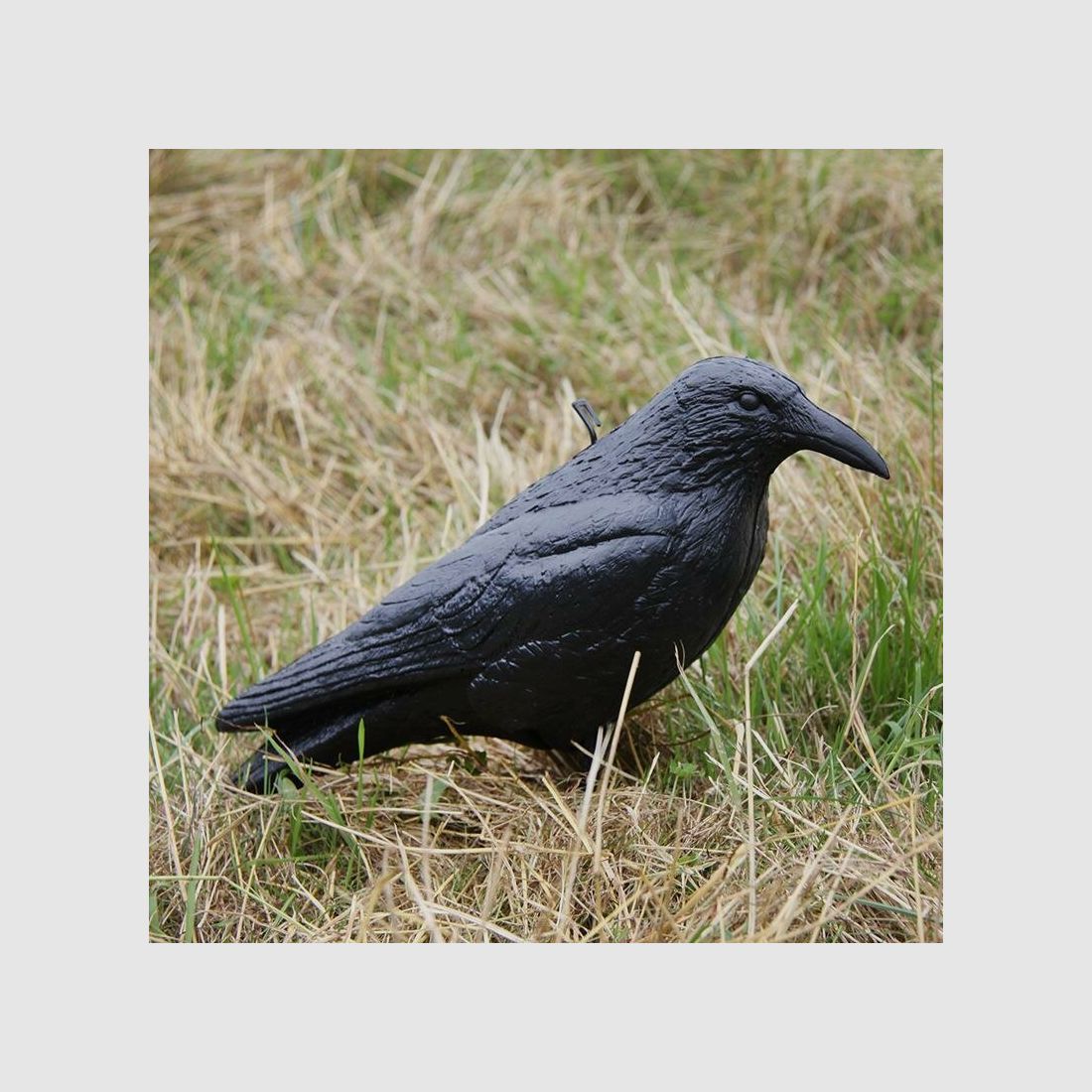 Decoy crow unpainted