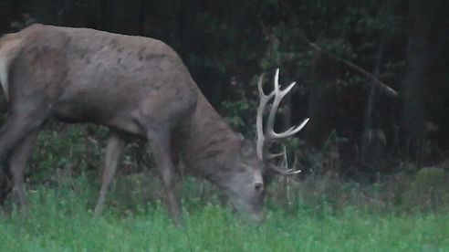 Jagd im Oktober - Kahlwildjagd - Erlegung Rotkalb