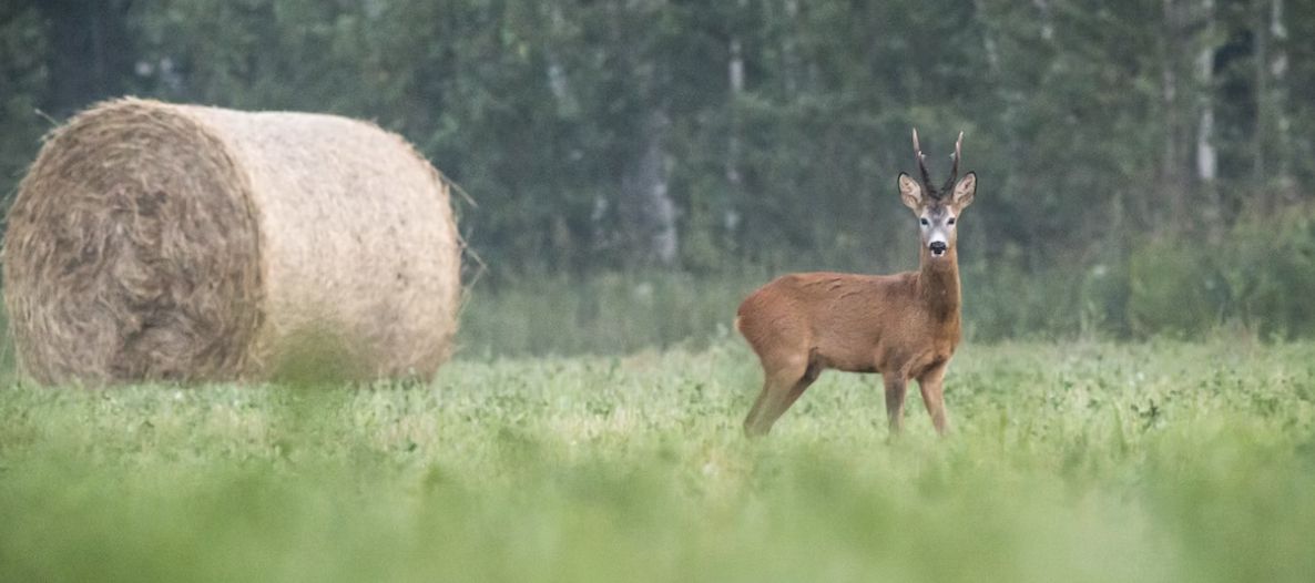 Hunting Checkpoints: Safe Shots Depending on Game Species